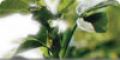 Antioxidantien
